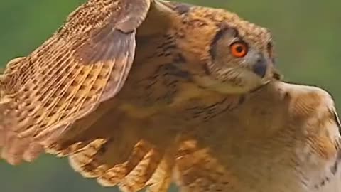 THE EURASIAN EAGLE OWL IS AMONG THE LARGER BIRDS OF PREY SMALLER THAN THE GOLDEN EAGLE