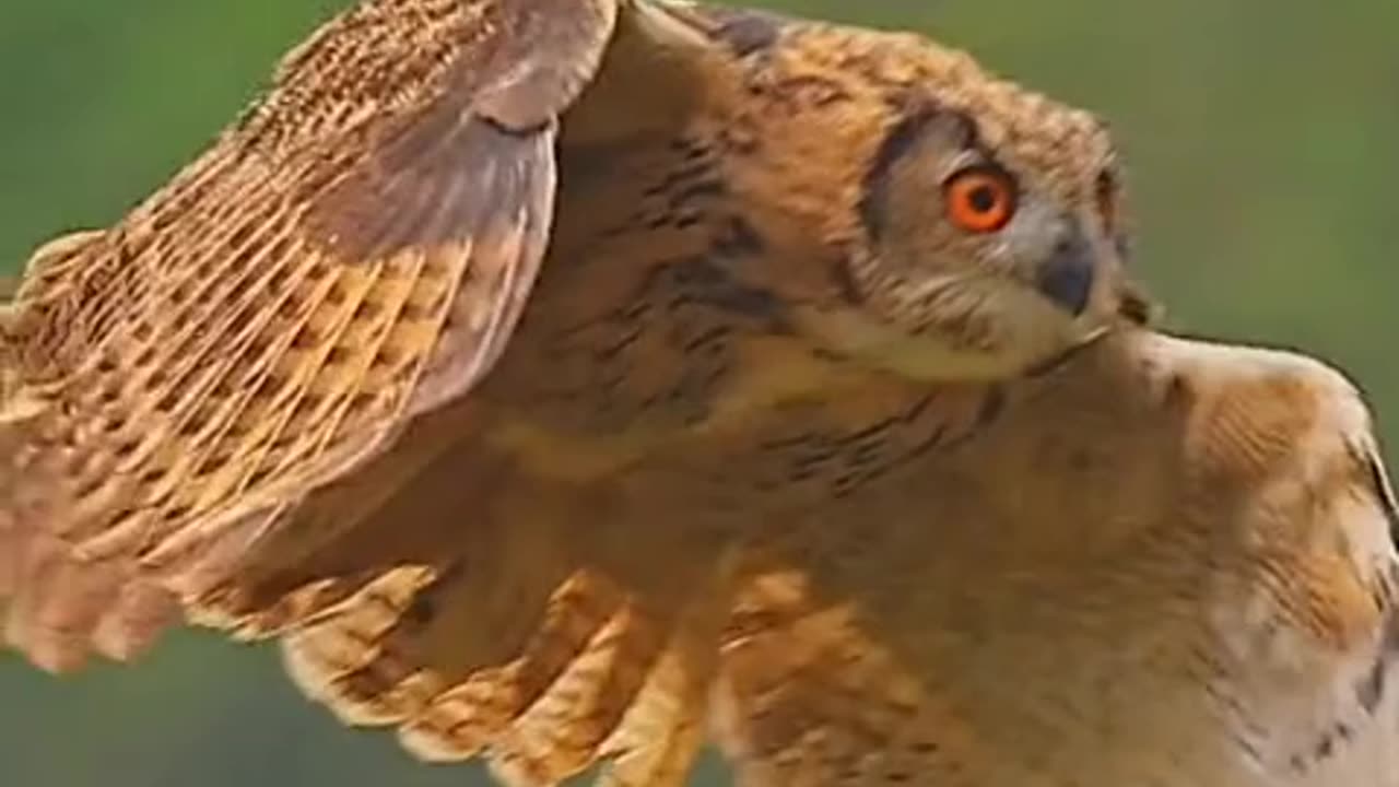 THE EURASIAN EAGLE OWL IS AMONG THE LARGER BIRDS OF PREY SMALLER THAN THE GOLDEN EAGLE