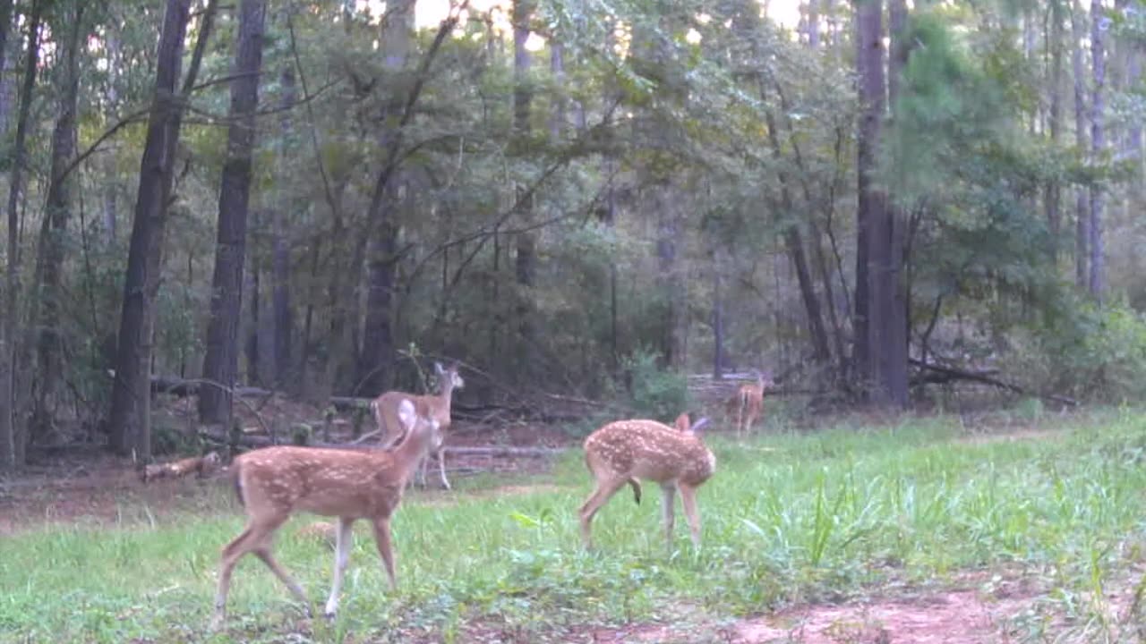 TX Night Hog's & Deer Weekly, 08/04/24