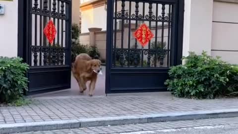 Dogs help dad to run errands, dogs actually do so