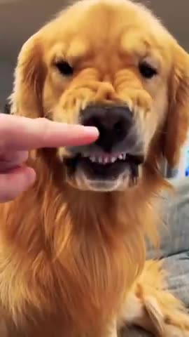 Watch the pets and their beauty 😍 😘