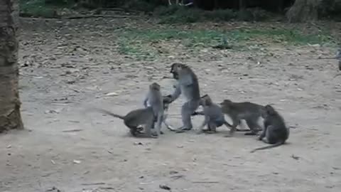 Monkeys Love Puppy