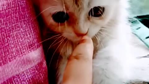 Cute Baby Cat's waist