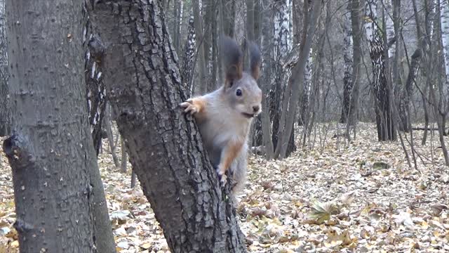 Squirrel damage to trees