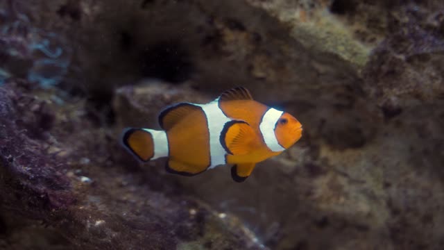 Sad clownfish