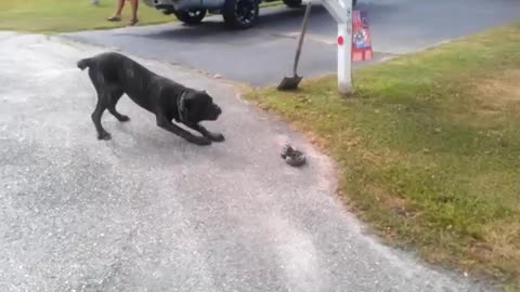 Dog vs King Cobra