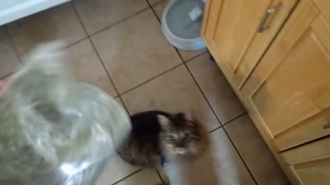 Every time I get the catnip out...
