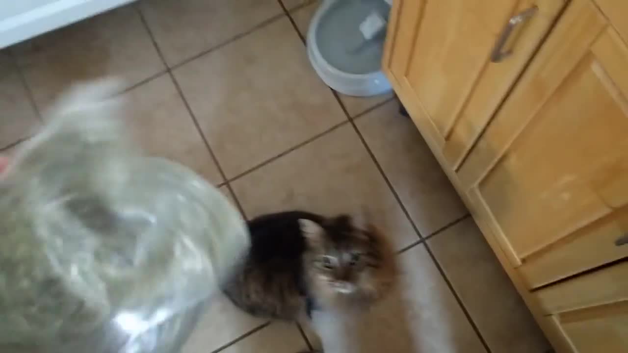 Every time I get the catnip out...