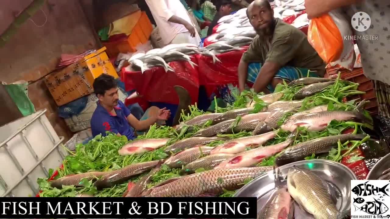 Fish market |Fish |Fish cutting |Fishing | Amazing fishing |BD Fishing |sea fishing |River fishing