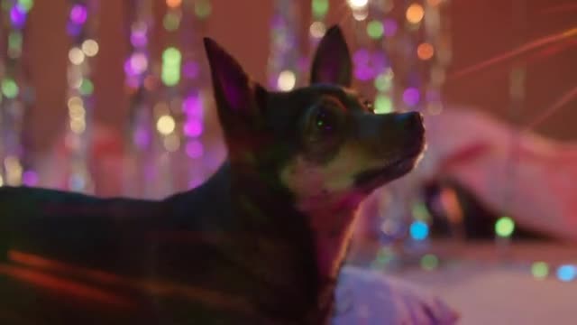 Shallow Focus of a Black and Tan Short Coated Dog