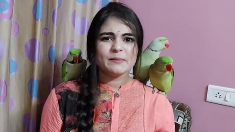 How to find parrot male or female-Difference between male and female Indian ringneck parrot genderp8