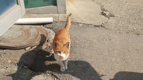 This cute street cat likes people