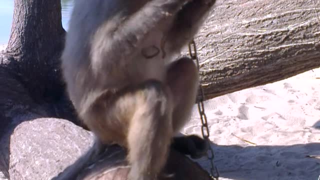 Monkey eating sausage