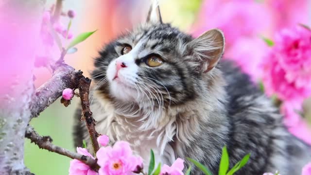 A cat with big yellow eyes