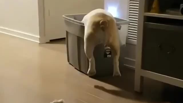 Cute dog trying to get into box - Funny pet video