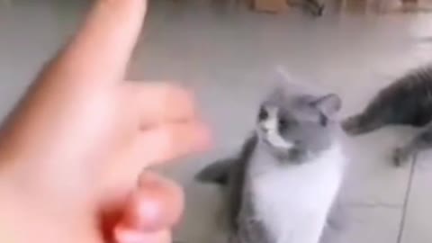 Cute Cat Video😍😺😺