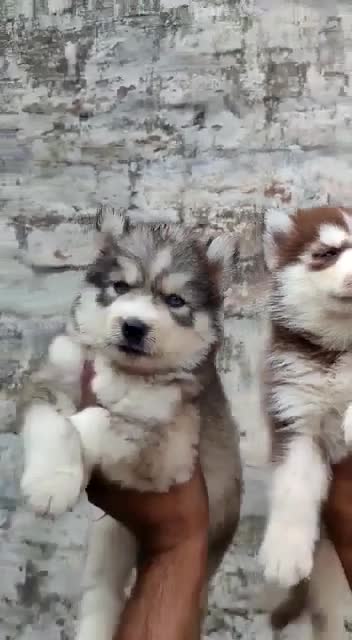 very lovely cute dog husky