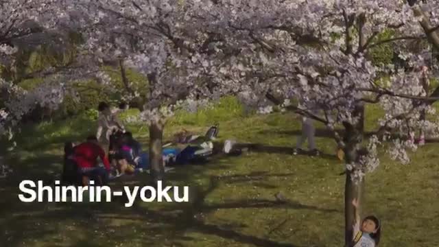 The Japanese practice of 'forest bathing' is scientifically proven to improve your health.