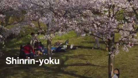 The Japanese practice of 'forest bathing' is scientifically proven to improve your health.
