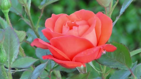 Fantastic Rose flower opening time lapse