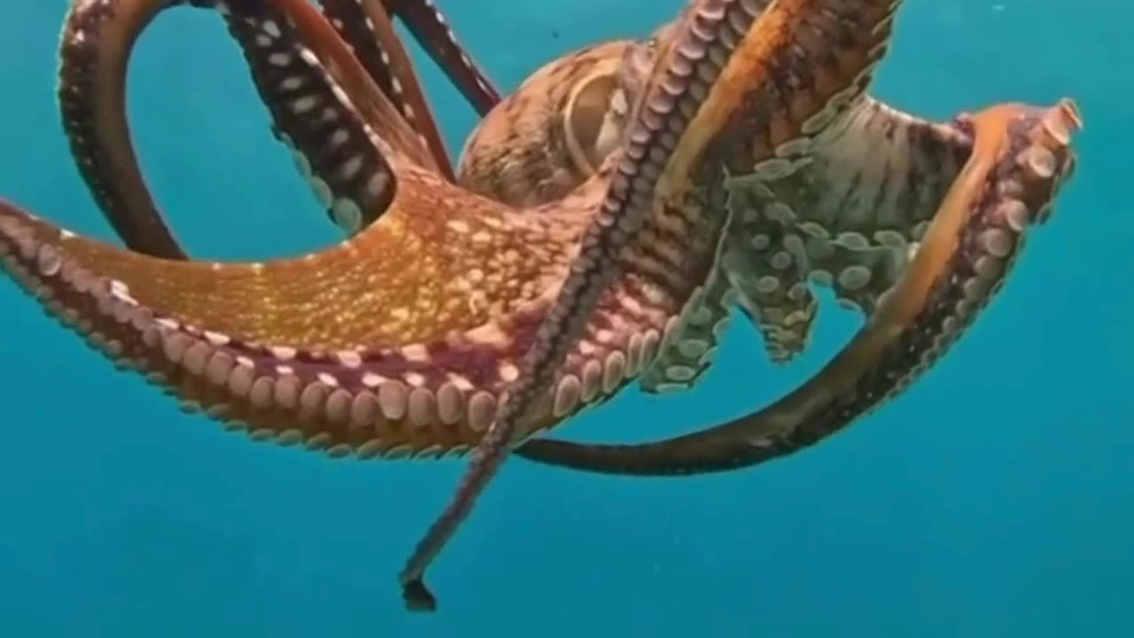 Have you ever seen an octopus dance