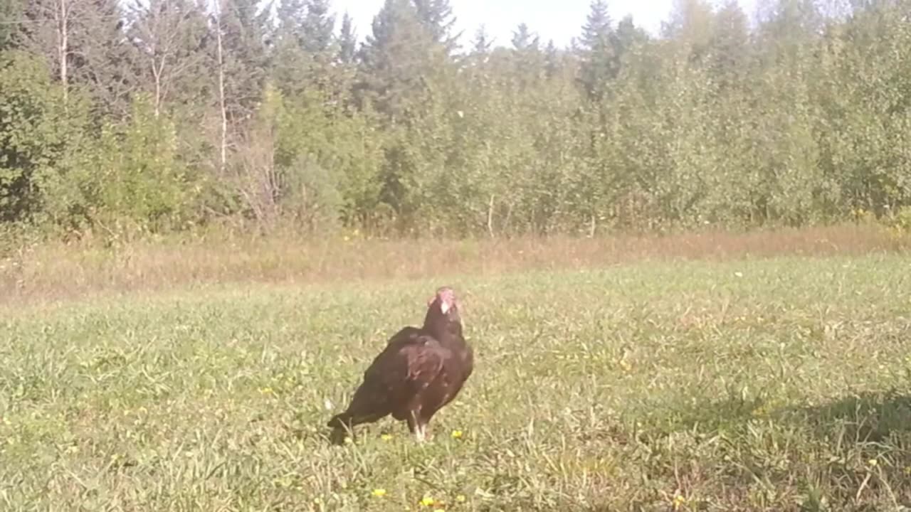 Turkey Vultures