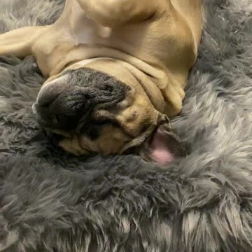 Reggie loves his new bed