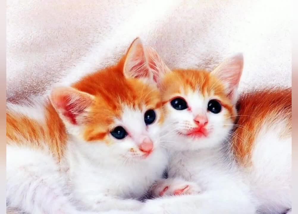 Beautiful Cats