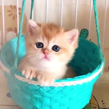 So cute🥰So cute🥰