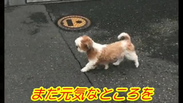 A mother dog who shows her energy without being disappointed. Hang in there! #dog