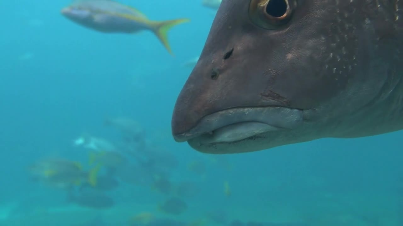 Closeup of Large Tropical Fish Head Drifting Away