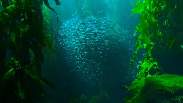 The most beautiful fish of the Mediterranean