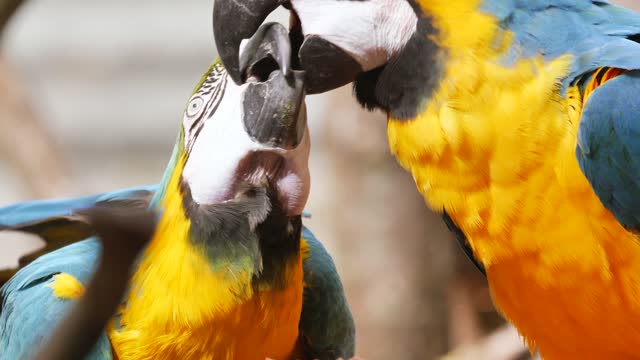 The long kiss like human between two parrots 😍😘😍