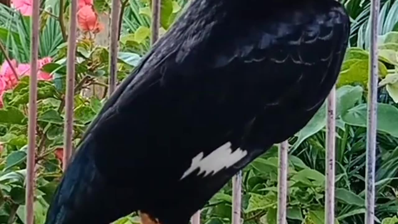 Beautiful birds