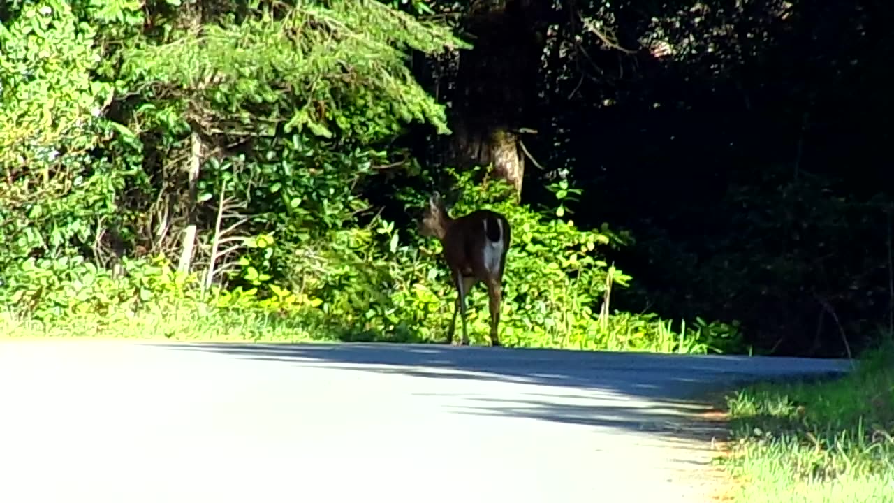 Some wildlife just outside of town 2/28/24: