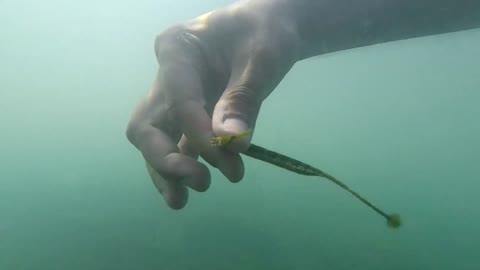 Snorkeling in the Black Sea, amazing fish needle