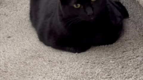 Cute Precious Piper is a Landing Loaf - Adopting a Cat from a Shelter Vlog #shorts