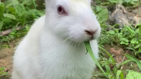 Beautiful cute bunny