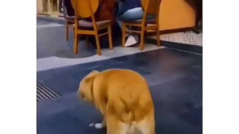 Dogs are sometimes idiot 🤣🤣🤣