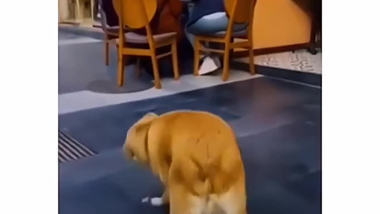 Dogs are sometimes idiot 🤣🤣🤣