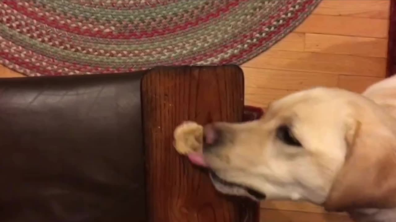 Labrador retriever vs a cookie 😂