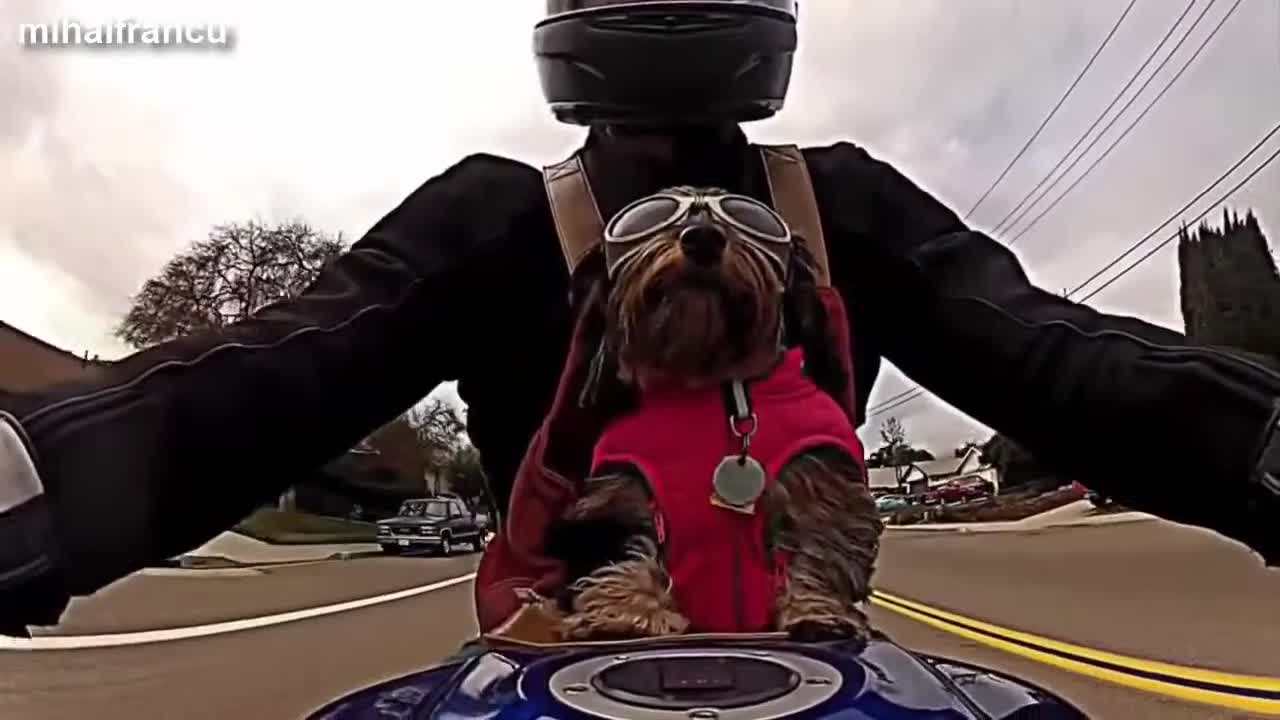 Easy rider dogs