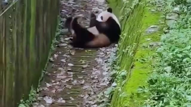 The little panda rolls, it looks so cute