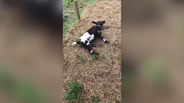 LAUGH At Animals FUNNY PET FAILS