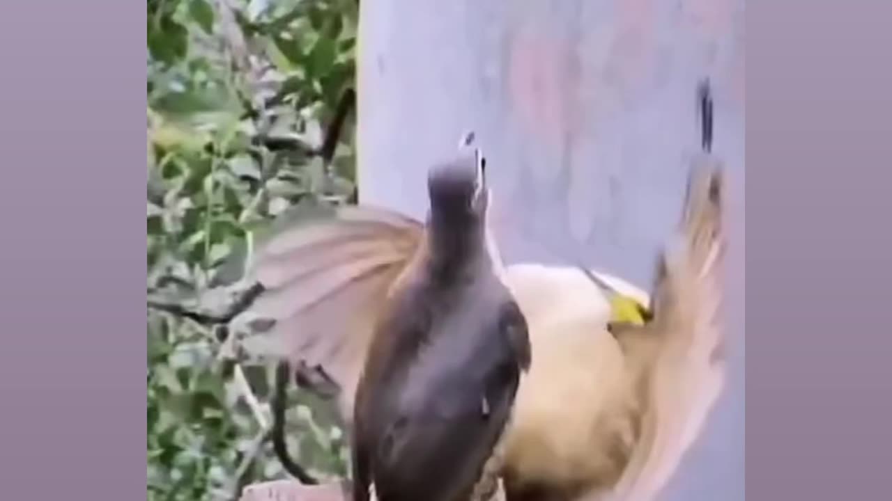 Cute bird dance