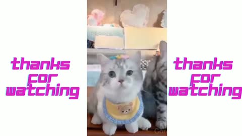 Cat funny moment