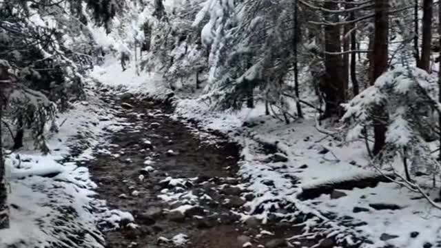 The magic of the winter forest