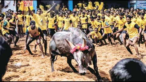 Jallikattu Traditional sport in Tamilnadu