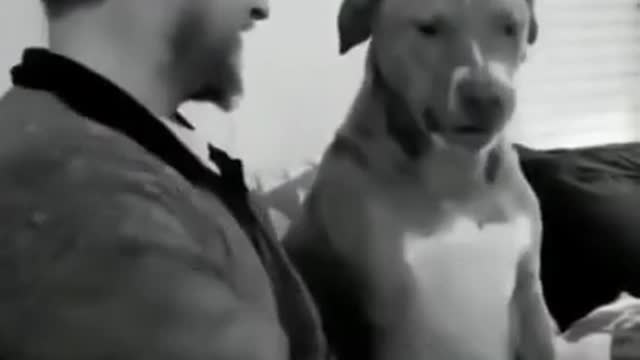Cute And Funny Dog Videos Compilation #shorts