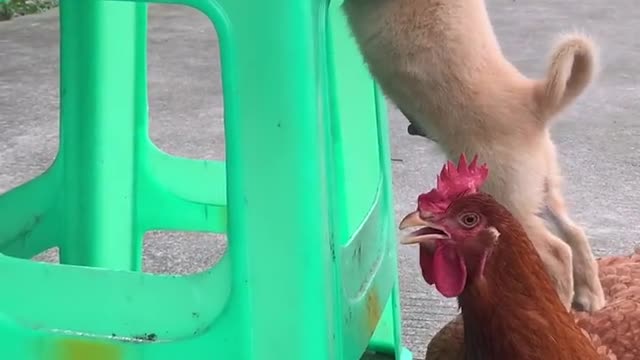 This is how hens help puppies is so shocking